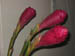 Ginger Flower